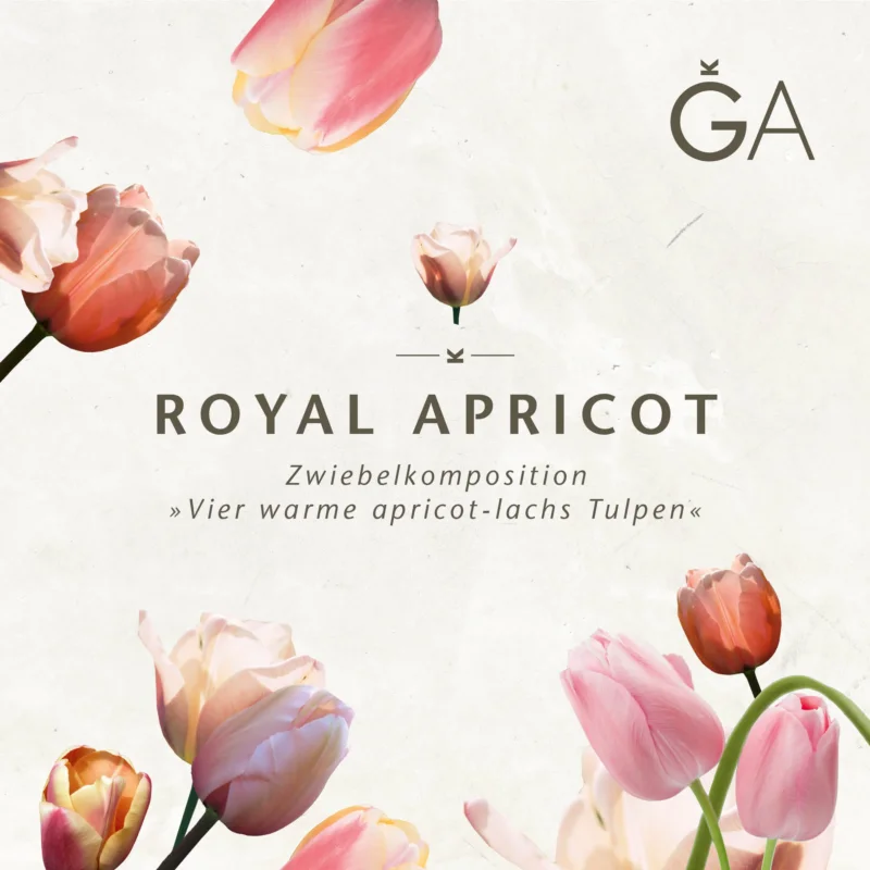 Ein minimalistisches Design mit warmen apricot-lachsfarbenen Tulpen auf hellem Hintergrund, mit dem Motiv „Royal Apricot: Vier warme apricot-lachsfarbene Tulpen“ der Königlichen Gartenakademie und einem deutschen Text über Frühlingsblumen und Blumenzwiebeln.
