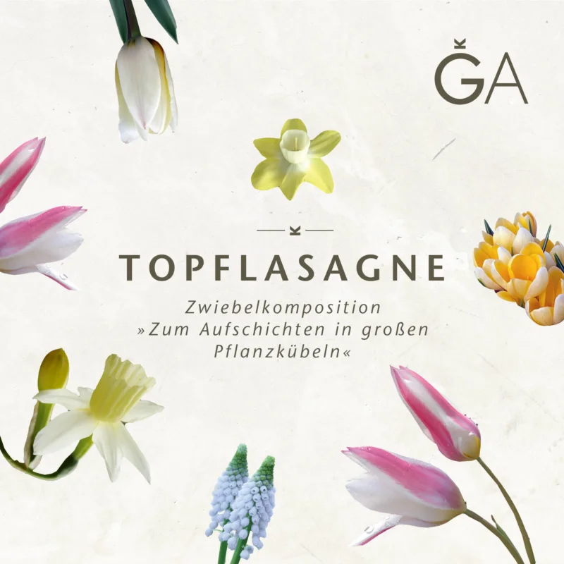 Ein minimalistisches Blumenarrangement mit Frühlingsblumen und Frühlingszwiebeln umrahmt den Text: „Topflasagne: Zum Aufschichten in großen Pflanzkübeln“ von der Königlichen Gartenakademie auf hellem Hintergrund. Das GA-Logo ist oben rechts zu sehen.