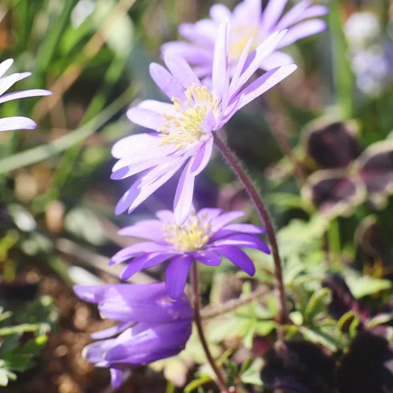 Nahaufnahme von Anemone blanda ‚Charmer‘ (Weijers) mit zwei hellvioletten Blüten mit gelben Blütenmitten inmitten grüner Blätter. Das Sonnenlicht lässt die Blütenblätter erstrahlen, während ihr teppichbildender Wuchs einen sanften, natürlichen Hintergrund bildet.
