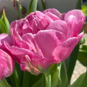 Nahaufnahme von Tulipa ‚Amazing Grace‘ von Weijers, einer gefüllten frühen Tulpe (35–40 cm), die von April bis Mai in voller Blüte steht. Umgeben von grünen Blättern und rosa Tulpen bringt das Sonnenlicht die zarten magentafarbenen Blütenblätter besonders gut zur Geltung.